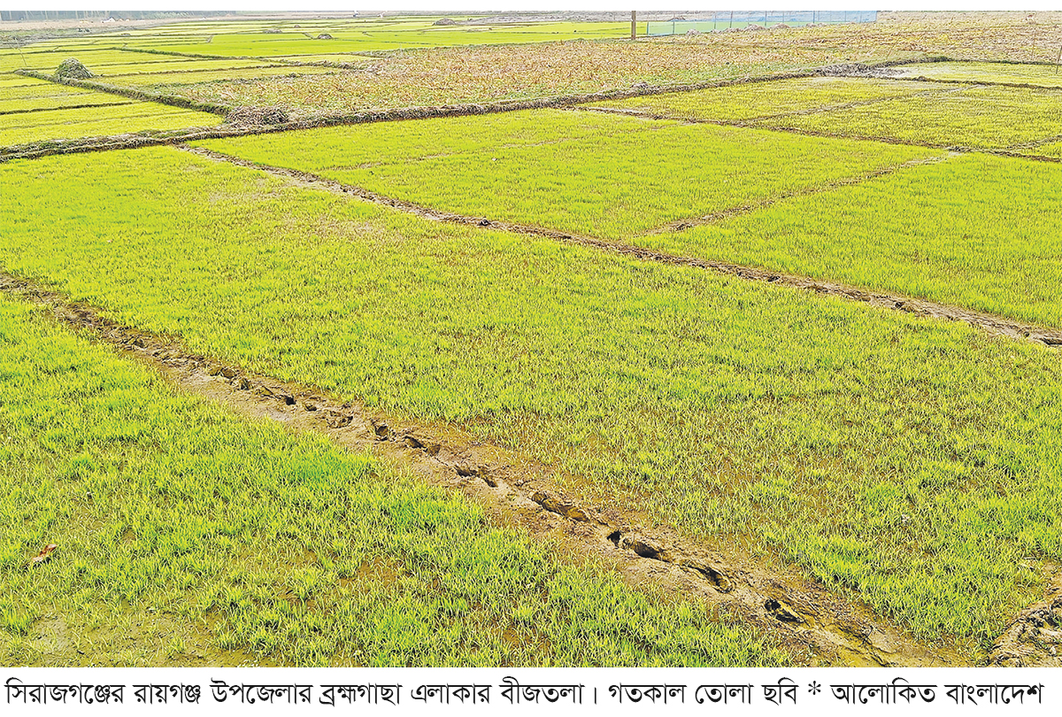 শীত ও ঘন কুয়াশায় ক্ষতির মুখে বোরো বীজতলা