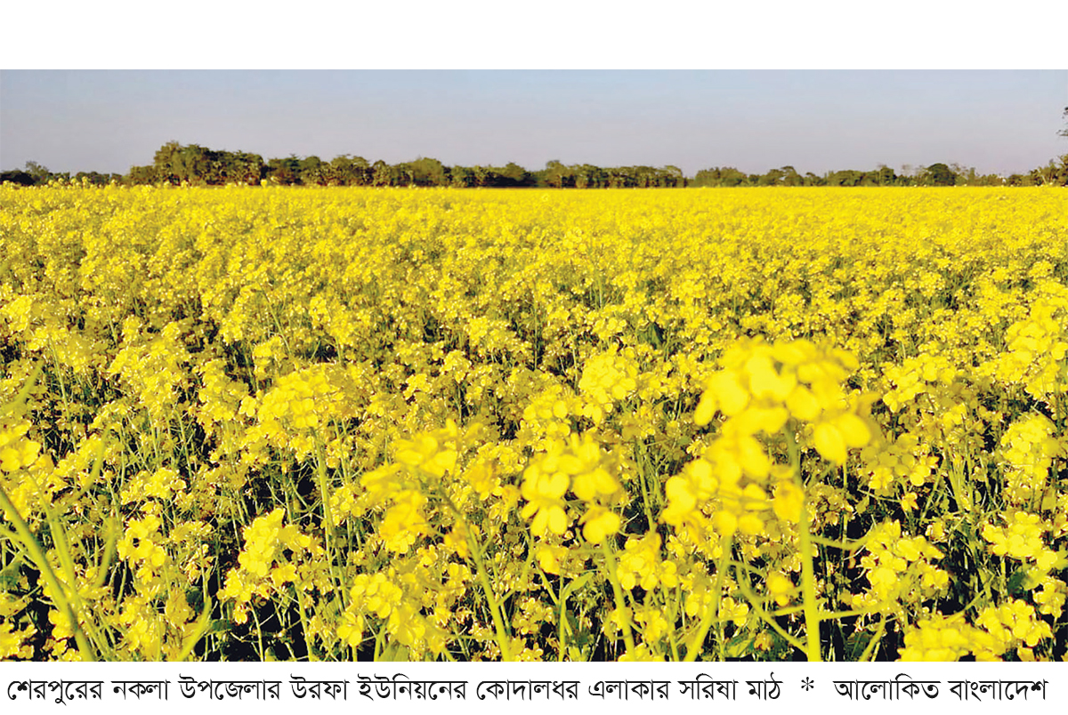 নকলায় সরিষার ব্যাপক চাষ