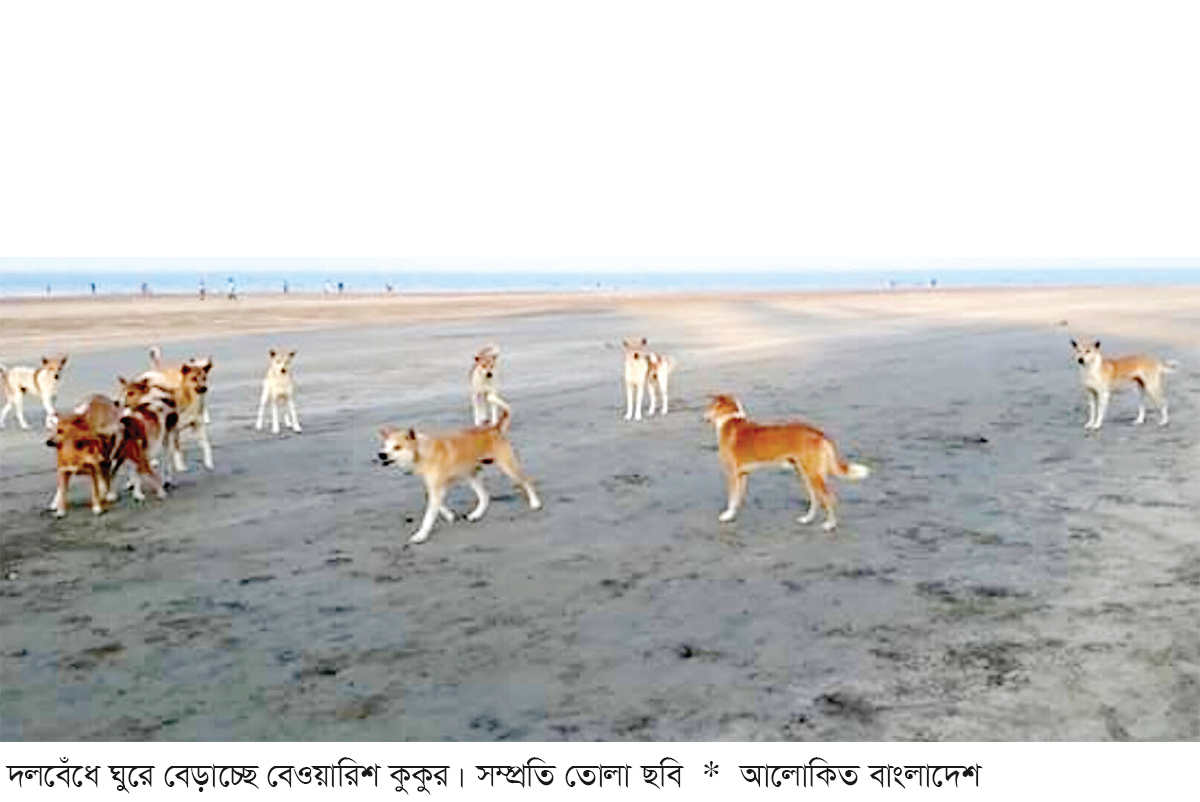 সেন্টমার্টিনে বেওয়ারিশ কুকুর আতঙ্ক