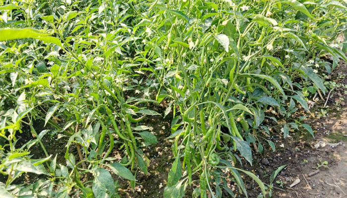 দিনাজপুরে মরিচের বাম্পার ফলন, চাষীরা স্বাবলম্বী দিনাজপুরে মরিচের বাম্পার ফলন, চাষীরা স্বাবলম্বী