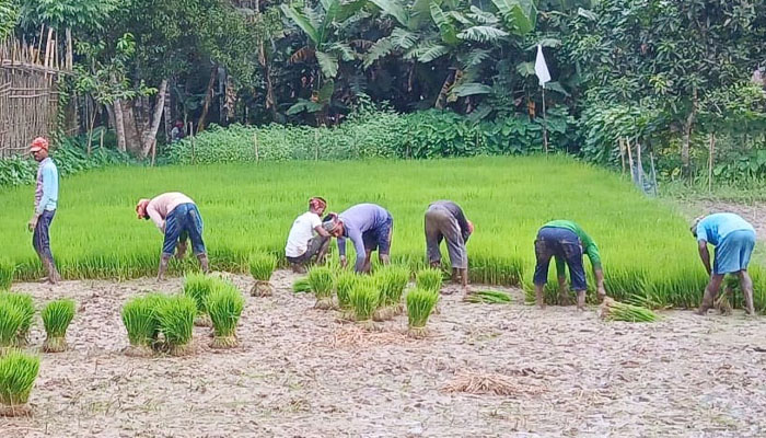 নকলায় ১২৪২৫ হেক্টর বোরো আবাদের জন্য ৬৯৫ হেক্টরে বীজতলা নকলায় ১২৪২৫ হেক্টর বোরো আবাদের জন্য ৬৯৫ হেক্টরে বীজতলা