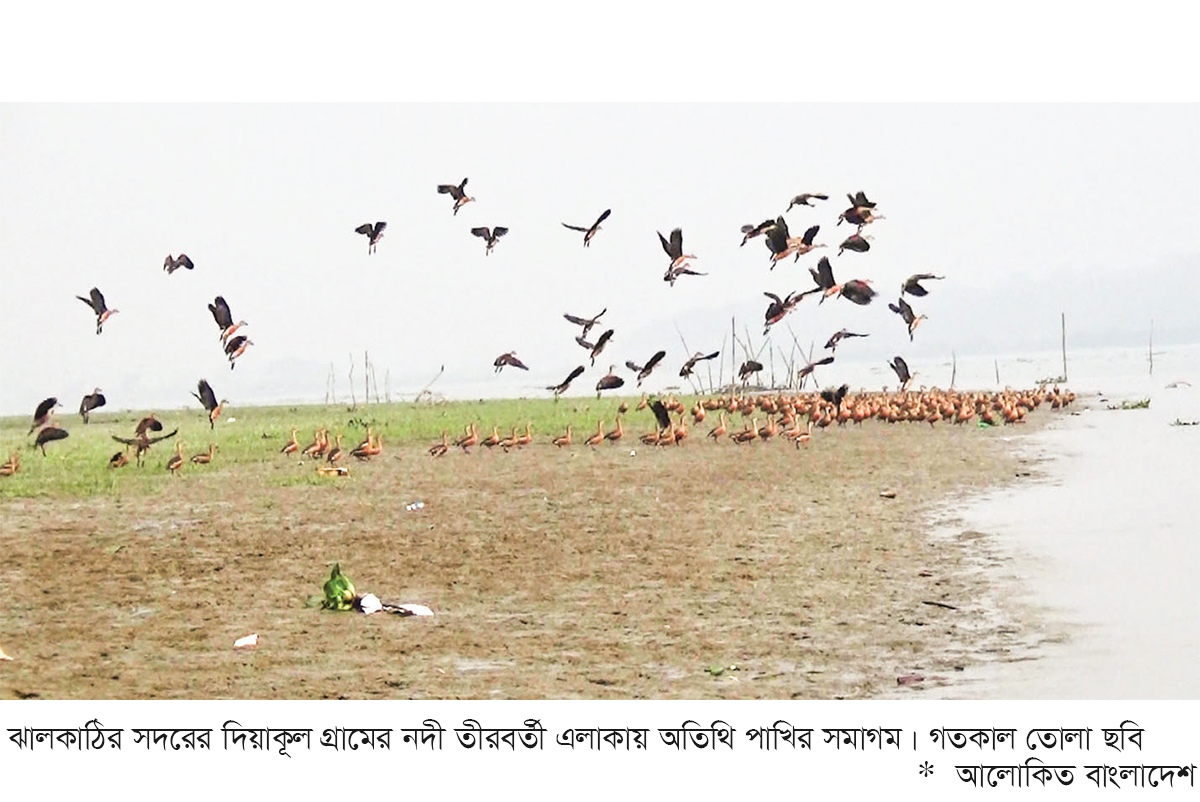 বিষখালীর মোহনায় অতিথি পাখির মিলনমেলা বিষখালীর মোহনায় অতিথি পাখির মিলনমেলা