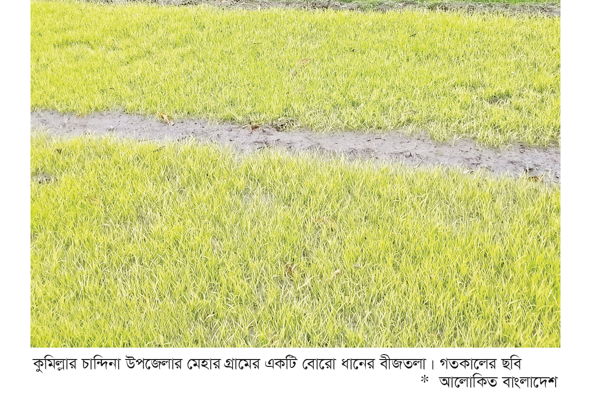 তীব্র শীতে বোরো বীজতলা নষ্ট হওয়ার উপক্রম তীব্র শীতে বোরো বীজতলা নষ্ট হওয়ার উপক্রম