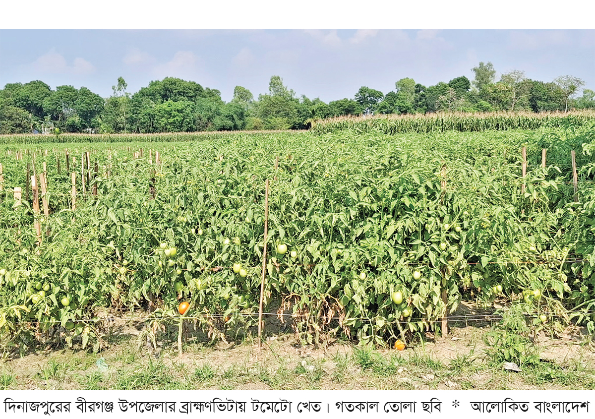 দিনাজপুরে টমেটো চাষে কৃষকের সাফল্য দিনাজপুরে টমেটো চাষে কৃষকের সাফল্য