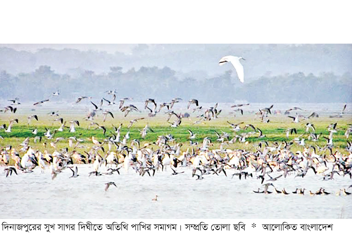 সুখ সাগর দিঘিতে অতিথি পাখির বিচরণ সুখ সাগর দিঘিতে অতিথি পাখির বিচরণ
