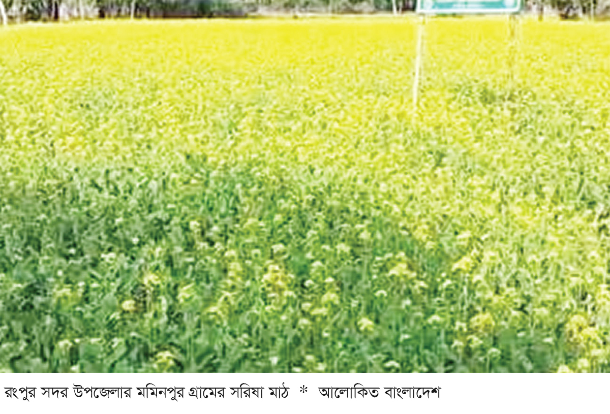 সরিষার ফলনে খুশি রংপুর বিভাগের চাষিরা সরিষার ফলনে খুশি রংপুর বিভাগের চাষিরা