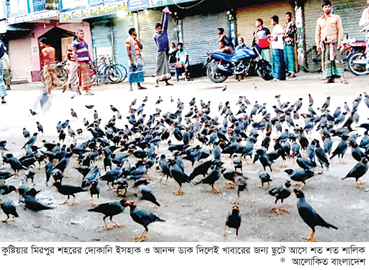 ‘আয় বললেই ছুটে আসে শত শত শালিক’ ‘আয় বললেই ছুটে আসে শত শত শালিক’