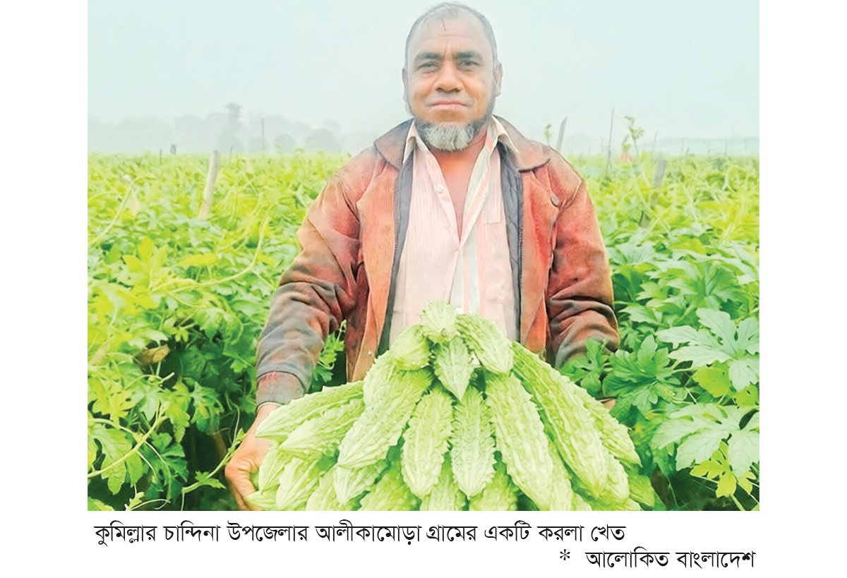 সবজি চাষে সচ্ছলতা ফিরছে কৃষকের সবজি চাষে সচ্ছলতা ফিরছে কৃষকের