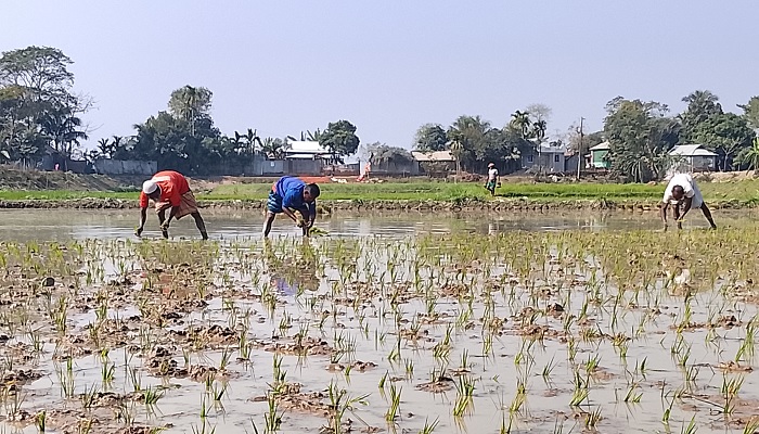 তাড়াইলে বোরো চারা রোপনে ব্যস্ত কৃষক তাড়াইলে বোরো চারা রোপনে ব্যস্ত কৃষক
