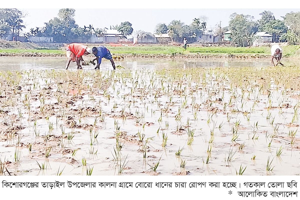 তাড়াইলে বোরো ধানের চারা রোপণে ব্যস্ত কৃষক তাড়াইলে বোরো ধানের চারা রোপণে ব্যস্ত কৃষক