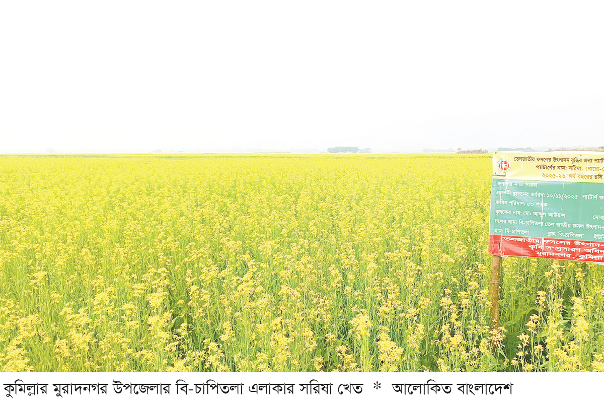 মুরাদনগরে সরিষা আবাদ বেড়েছে মুরাদনগরে সরিষা আবাদ বেড়েছে