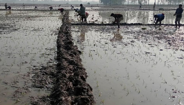 সিরাজগঞ্জে বোরো চাষাবাদ শুরু, ব্যস্ত কৃষকরা সিরাজগঞ্জে বোরো চাষাবাদ শুরু, ব্যস্ত কৃষকরা