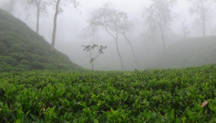 টানা ৪ দিন ধরে দেশের সর্বনিম্ন তাপমাত্রা শ্রীমঙ্গলে টানা ৪ দিন ধরে দেশের সর্বনিম্ন তাপমাত্রা শ্রীমঙ্গলে