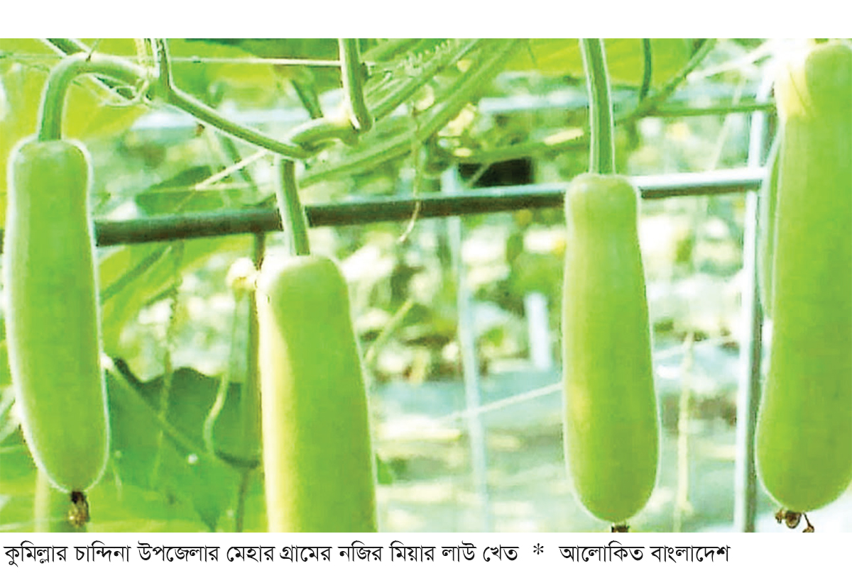 লাউ চাষে সচ্ছলতা ফিরছে কৃষক পরিবারে লাউ চাষে সচ্ছলতা ফিরছে কৃষক পরিবারে