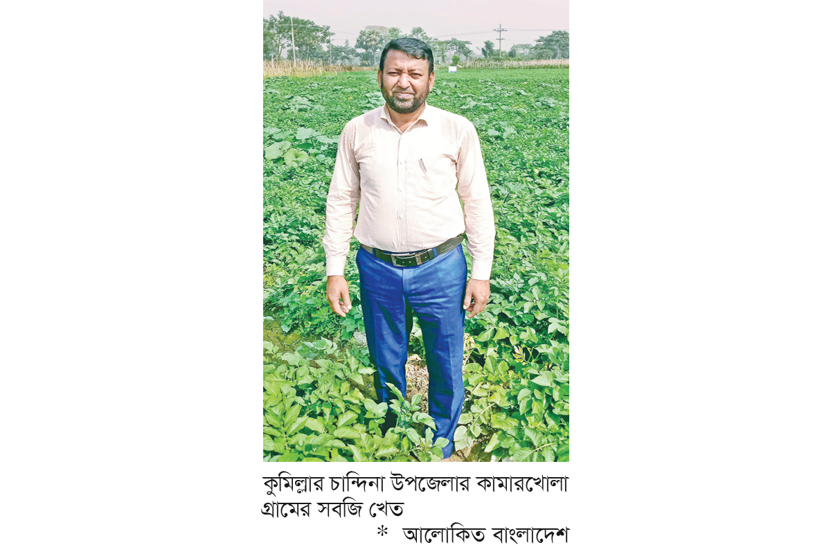 চান্দিনায় সবজি চাষে বিপ্লব চান্দিনায় সবজি চাষে বিপ্লব