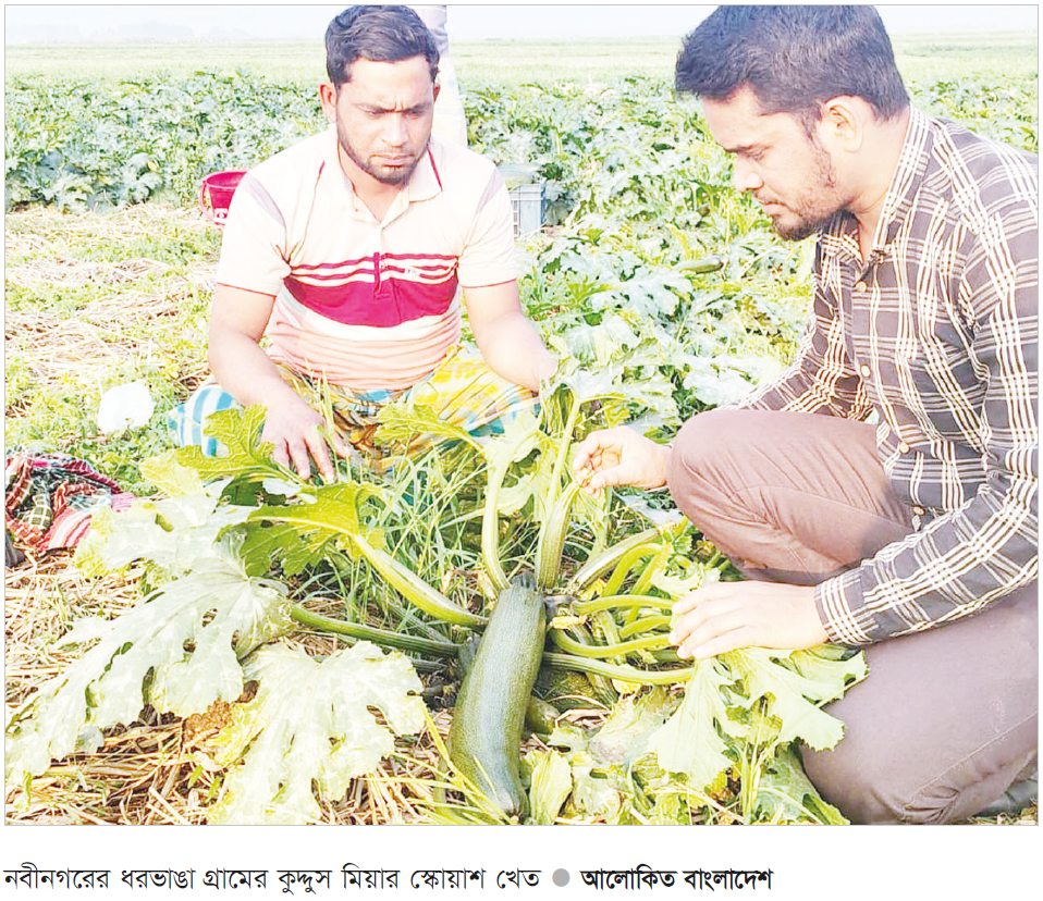 স্কোয়াশ চাষে বদলে যাচ্ছে নবীনগরের কৃষির চিত্র স্কোয়াশ চাষে বদলে যাচ্ছে নবীনগরের কৃষির চিত্র
