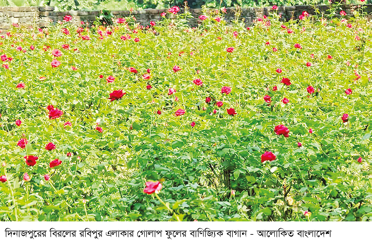 বিরলে গোলাপ চাষে ফিরছে সচ্ছলতা বিরলে গোলাপ চাষে ফিরছে সচ্ছলতা