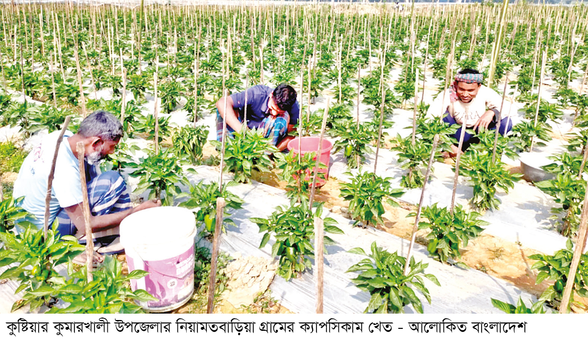 দৌলতপুরে ক্যাপসিকাম চাষে সাফল্য দৌলতপুরে ক্যাপসিকাম চাষে সাফল্য