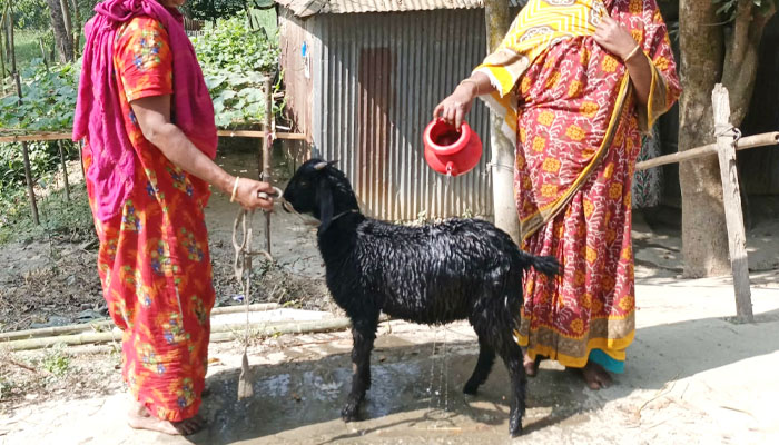 যমুনার ভাঙ্গনে নিঃস্ব, বৃদ্ধার অসুস্থ ছাগল বাঁচানোর আকুতি যমুনার ভাঙ্গনে নিঃস্ব, বৃদ্ধার অসুস্থ ছাগল বাঁচানোর আকুতি