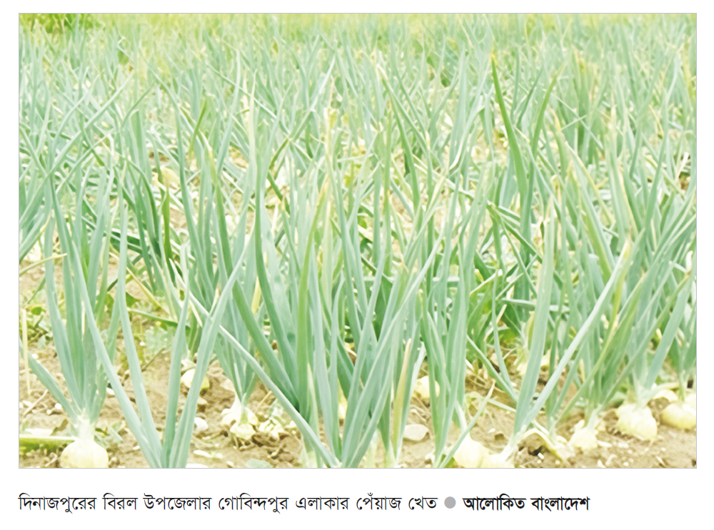 পেঁয়াজের ফলনে দিনাজপুরের চাষিরা খুশি পেঁয়াজের ফলনে দিনাজপুরের চাষিরা খুশি