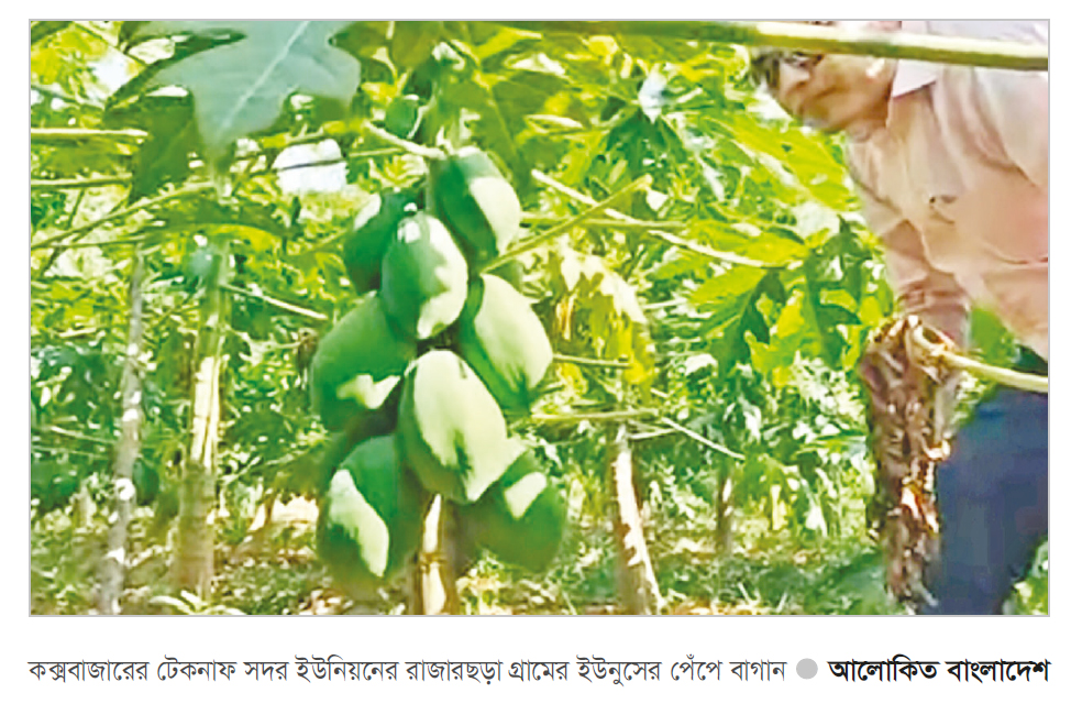 টেকনাফে পেঁপে চাষ বাড়ছে টেকনাফে পেঁপে চাষ বাড়ছে