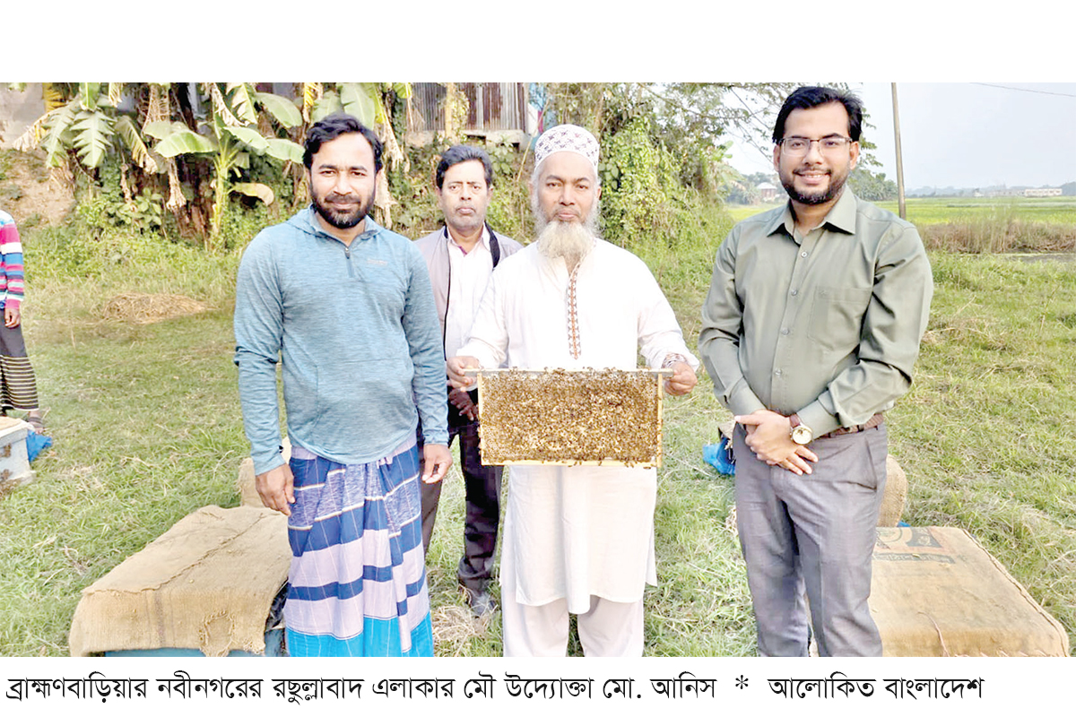নবীনগরে সরিষা ফুলের মধু সংগ্রহে বাড়তি আয়