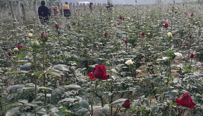 সিরাজগঞ্জে ফুলবাগান চাষে ২ বন্ধুর সফলতা