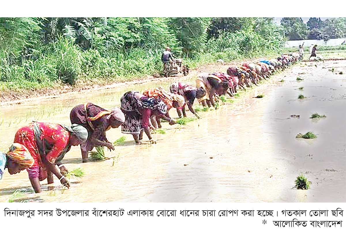 দিনাজপুরে বোরো ধানের চারা রোপণে ব্যস্ত কৃষক দিনাজপুরে বোরো ধানের চারা রোপণে ব্যস্ত কৃষক