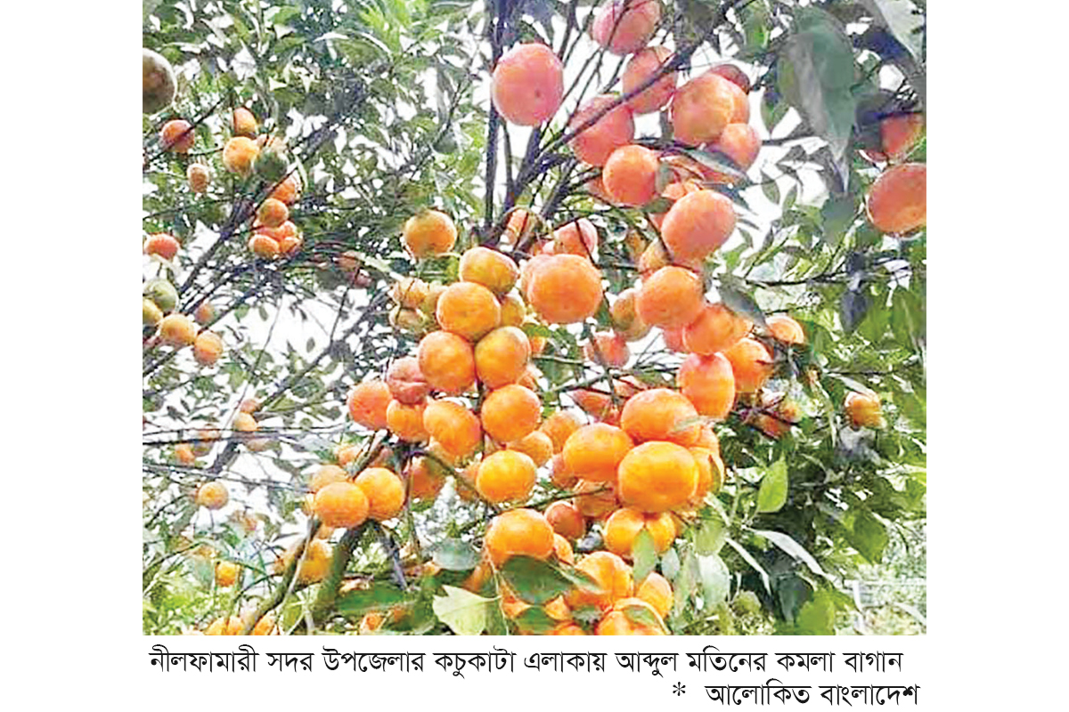 নীলফামারীতে কমলা চাষে সাফল্য নীলফামারীতে কমলা চাষে সাফল্য