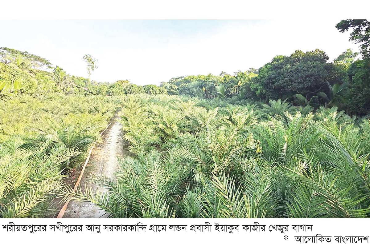 আট একর জমির খেজুর বাগানে আশার আলো আট একর জমির খেজুর বাগানে আশার আলো