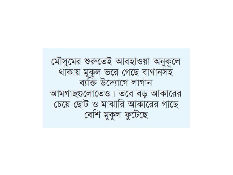 আমগাছের শাখায় শাখায় মুকুলের সমারোহ আমগাছের শাখায় শাখায় মুকুলের সমারোহ