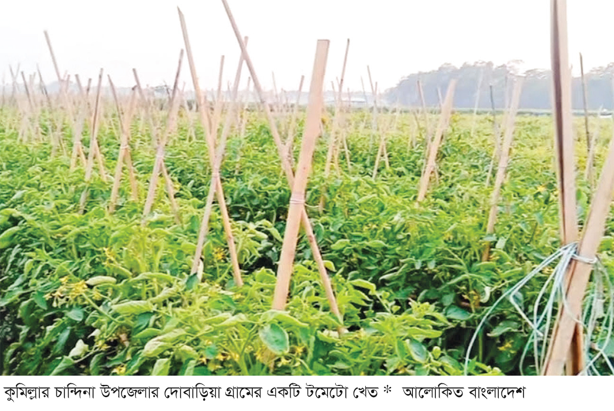 টমেটো চাষে দিন ফিরছে কৃষকের টমেটো চাষে দিন ফিরছে কৃষকের