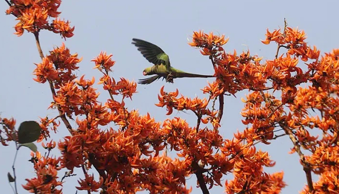 বসন্তের প্রথম দিন ও বিশ্ব ভালোবাসা দিবস আজ বসন্তের প্রথম দিন ও বিশ্ব ভালোবাসা দিবস আজ