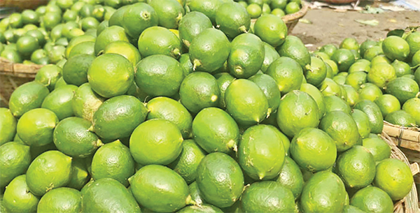 লেবুর বাজারে অস্থিরতা হালি ১০০ থেকে ১২০ টাকা লেবুর বাজারে অস্থিরতা হালি ১০০ থেকে ১২০ টাকা