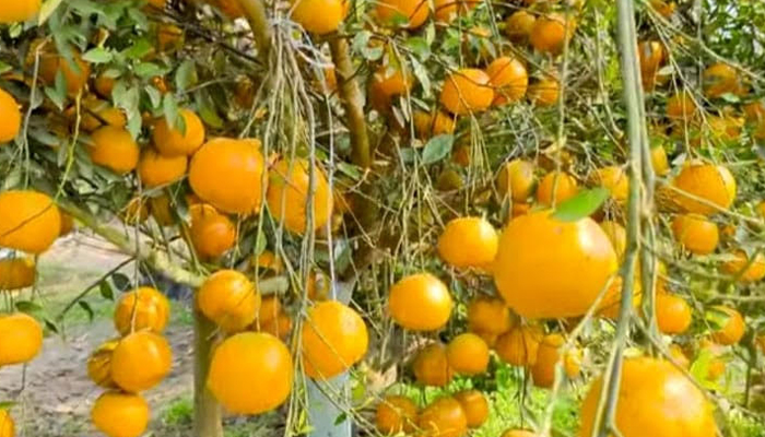 তারুণ্যের ছোঁয়ায় বদলে যাচ্ছে চুয়াডাঙ্গার কৃষি তারুণ্যের ছোঁয়ায় বদলে যাচ্ছে চুয়াডাঙ্গার কৃষি