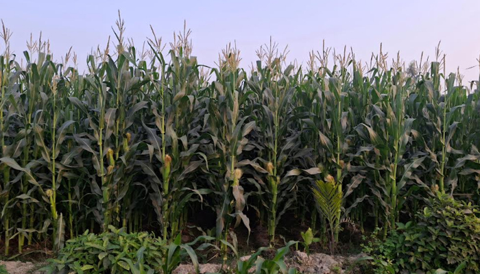 দিনাজপুরে ভুট্টার ফলন ভালো, ছাড়িয়ে গেল লক্ষ্যমাত্রা দিনাজপুরে ভুট্টার ফলন ভালো, ছাড়িয়ে গেল লক্ষ্যমাত্রা