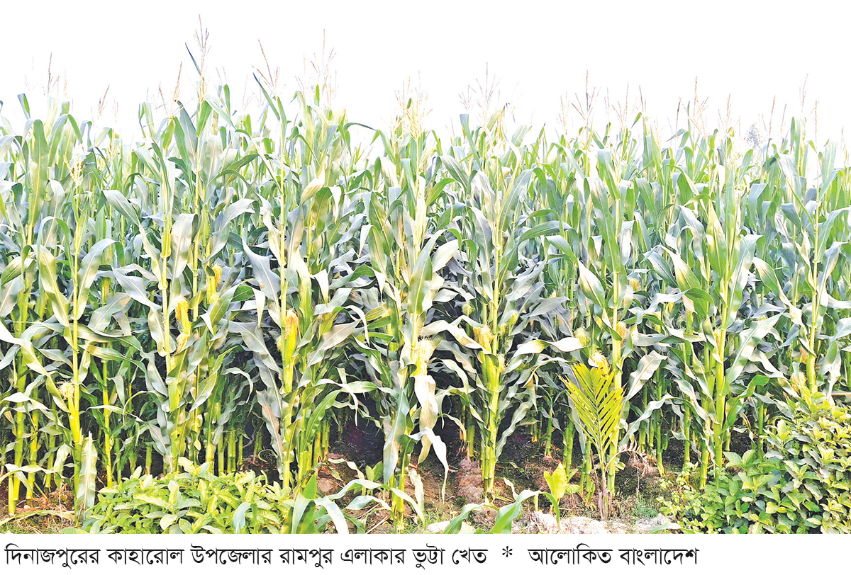 দিনাজপুরে ভুট্টা আবাদ লক্ষ্যমাত্রা ছাড়িয়েছে দিনাজপুরে ভুট্টা আবাদ লক্ষ্যমাত্রা ছাড়িয়েছে