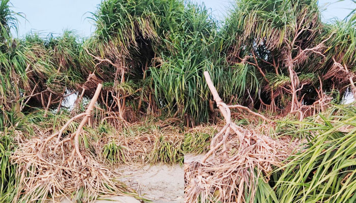 সেন্টমার্টিনে কেয়াগাছ কেটে রিসোর্ট নির্মাণের দায়ে মামলা সেন্টমার্টিনে কেয়াগাছ কেটে রিসোর্ট নির্মাণের দায়ে মামলা