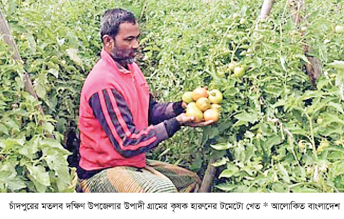 বিষমুক্ত টমেটো চাষে কৃষকের সাফল্য বিষমুক্ত টমেটো চাষে কৃষকের সাফল্য