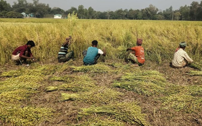 সিরাজগঞ্জে সরিষা চাষে বাম্পার ফলন বাজার ভালো কৃষক খুশি সিরাজগঞ্জে সরিষা চাষে বাম্পার ফলন বাজার ভালো কৃষক খুশি