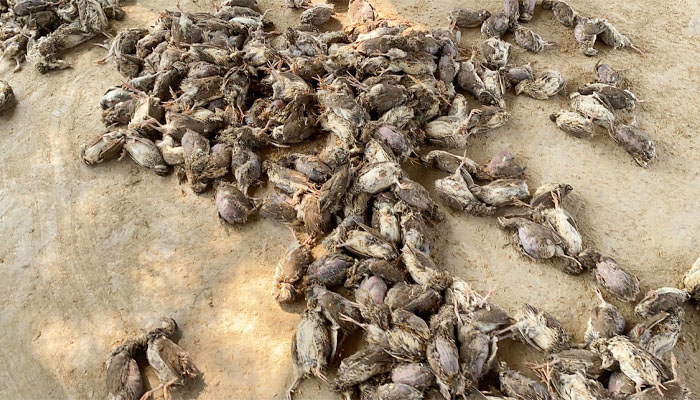 সিরাজদিখানে রহস্যজনক রোগে একদিনে সাড়ে ৬ হাজার পাখির মৃত্যু সিরাজদিখানে রহস্যজনক রোগে একদিনে সাড়ে ৬ হাজার পাখির মৃত্যু