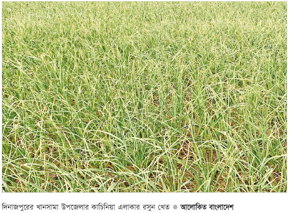 দিনাজপুরে রসুনের আবাদ লক্ষ্যমাত্রা ছাড়িয়েছে দিনাজপুরে রসুনের আবাদ লক্ষ্যমাত্রা ছাড়িয়েছে