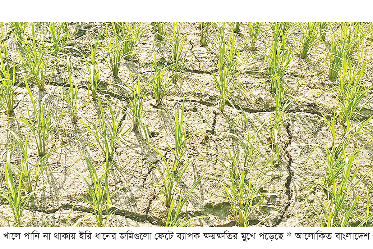 চাঁদপুরে পানির অভাবে ফেটে চৌচির ধানখেত