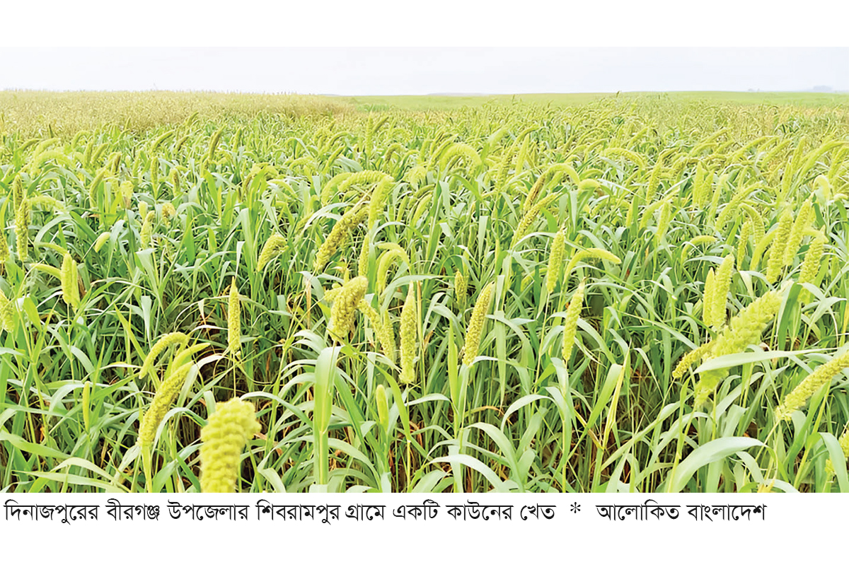 দিনাজপুরে বিলুপ্ত হচ্ছে সুস্বাদু কাউনের চাষ