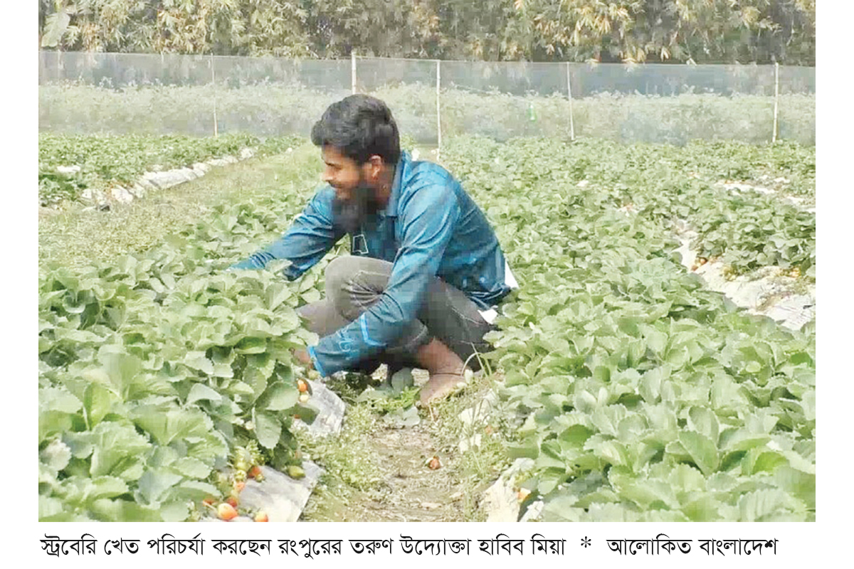 স্ট্রবেরি চাষে সফল রংপুরের তরুণ উদ্যোক্তা হাবিব মিয়া