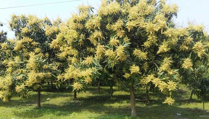 চুয়াডাঙ্গায় আগাম আমের মুকুলে মৌ মৌ করছে প্রকৃতি