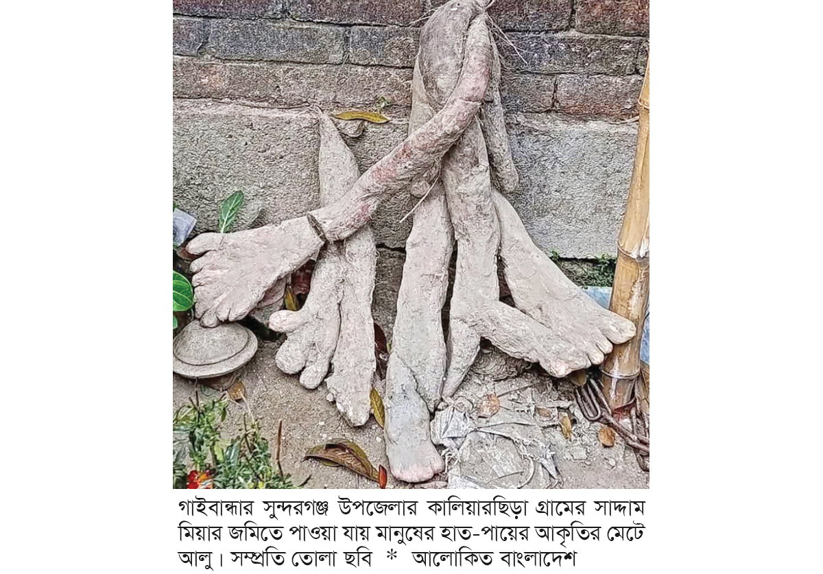 সুন্দরগঞ্জে মানুষের হাত-পায়ের আকৃতির মেটে আলু নিয়ে কৌতূহল সুন্দরগঞ্জে মানুষের হাত-পায়ের আকৃতির মেটে আলু নিয়ে কৌতূহল
