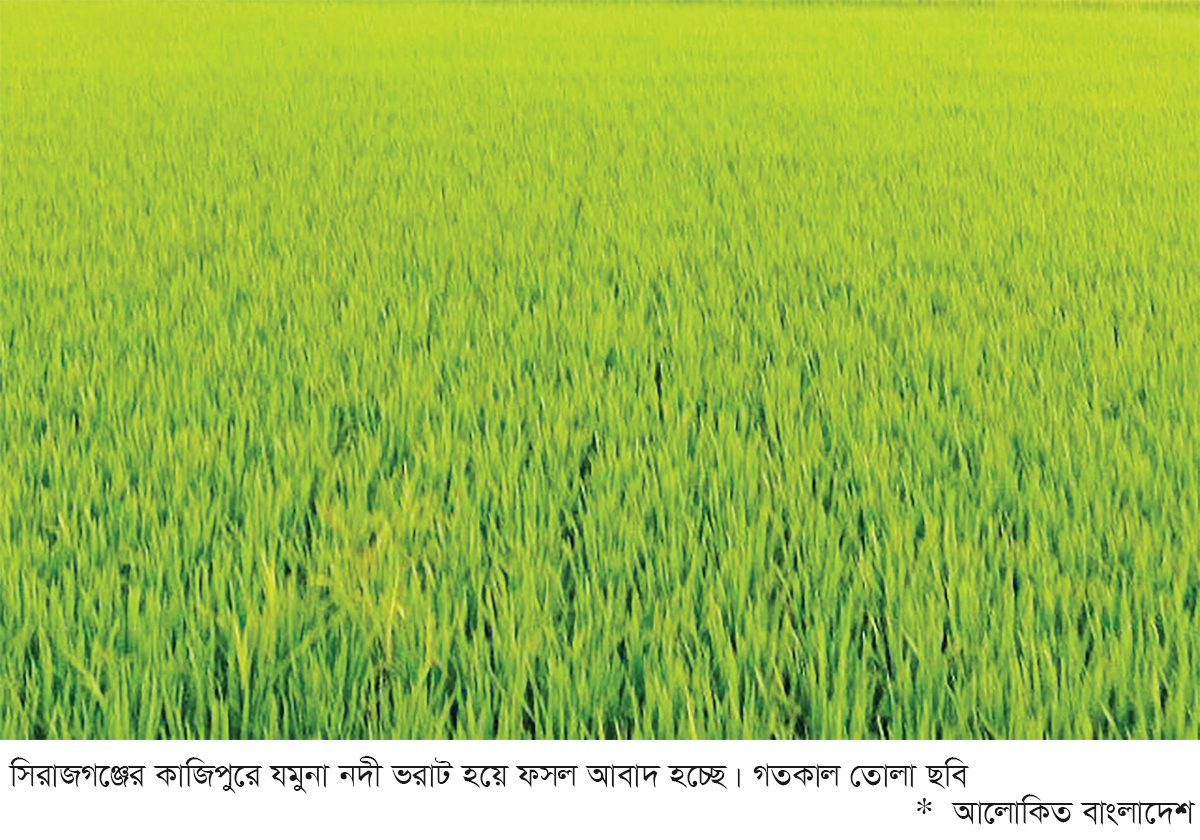 নাব্য কমে যমুনা এখন ফসলের মাঠ নাব্য কমে যমুনা এখন ফসলের মাঠ