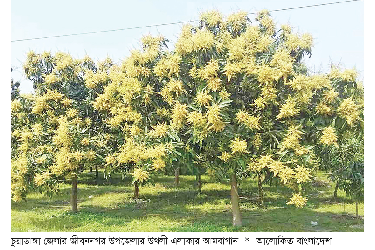 আমের মুকুল ঘ্রাণ ছড়াচ্ছে প্রকৃতিতে আমের মুকুল ঘ্রাণ ছড়াচ্ছে প্রকৃতিতে