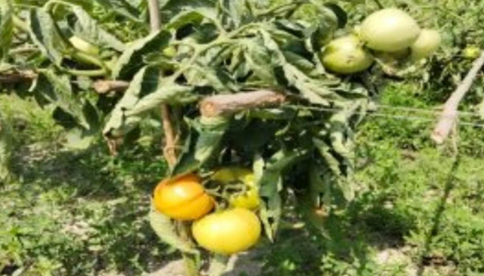 ঈশ্বরদীতে মাচানে টমেটো চাষে কৃষকের সাফল্য ঈশ্বরদীতে মাচানে টমেটো চাষে কৃষকের সাফল্য